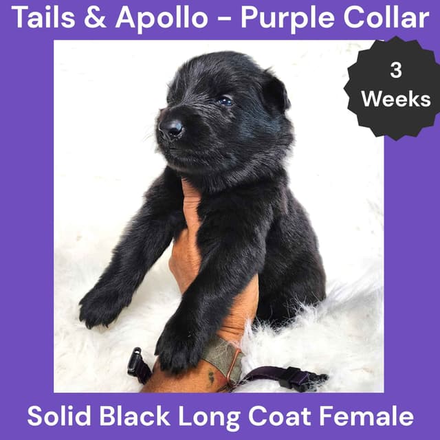 Black, Dark Sable, Black & Tan Long Coat German Shepherd Dog Puppies media 3