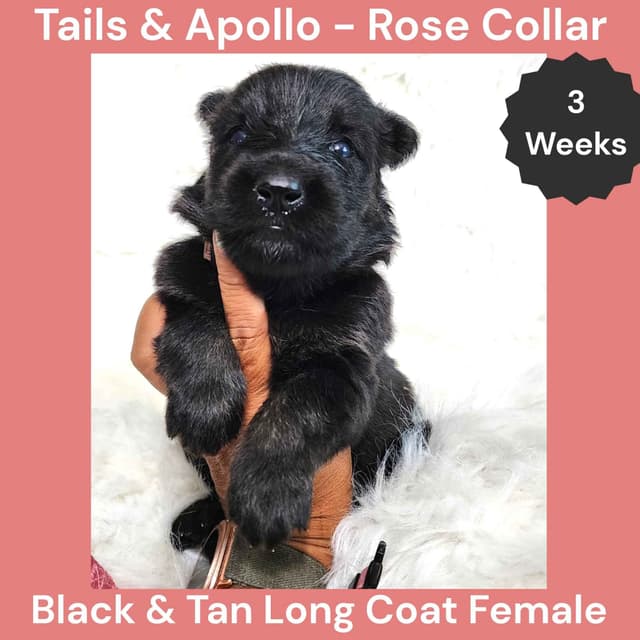 Black, Dark Sable, Black & Tan Long Coat German Shepherd Dog Puppies media 5
