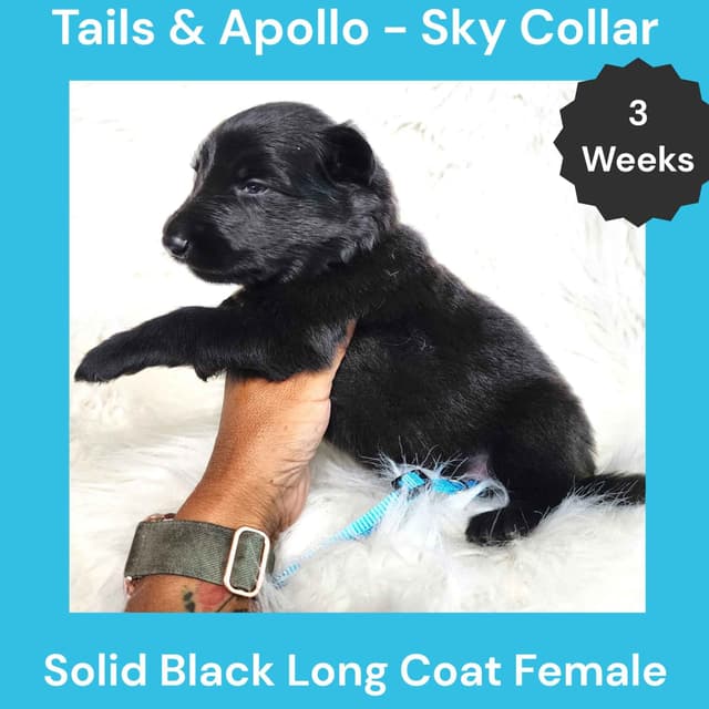 Black, Dark Sable, Black & Tan Long Coat German Shepherd Dog Puppies media 10