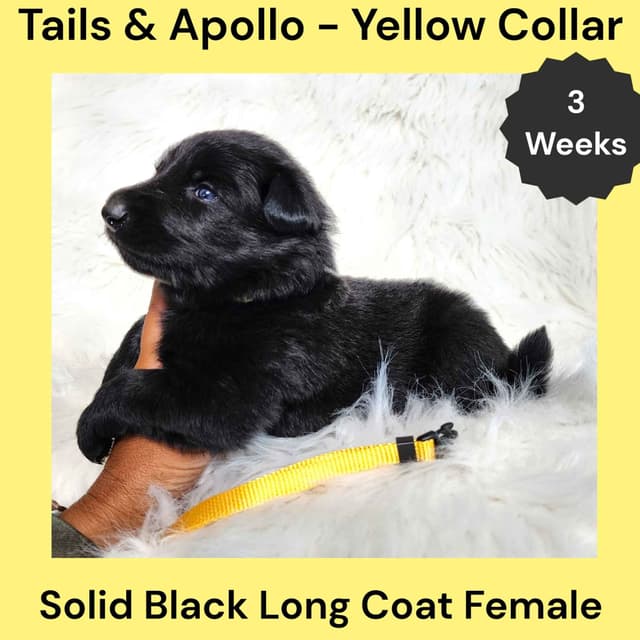 Black, Dark Sable, Black & Tan Long Coat German Shepherd Dog Puppies media 2