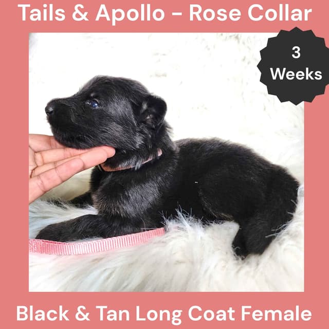 Black, Dark Sable, Black & Tan Long Coat German Shepherd Dog Puppies media 6