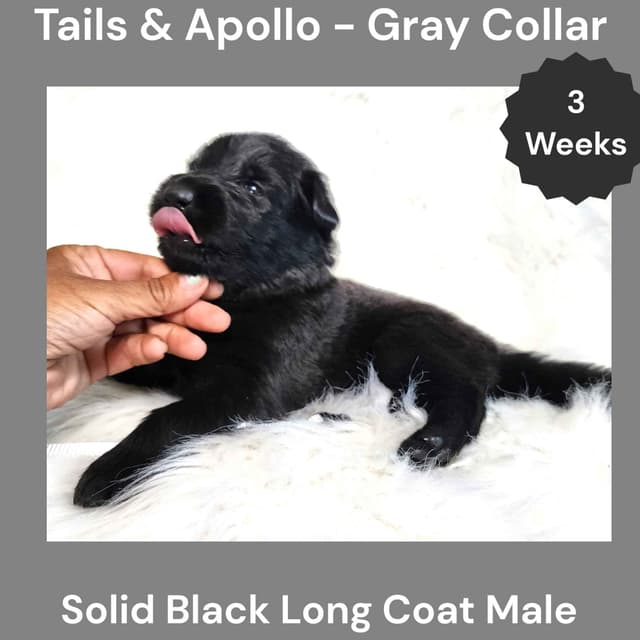 Black, Dark Sable, Black & Tan Long Coat German Shepherd Dog Puppies media 14