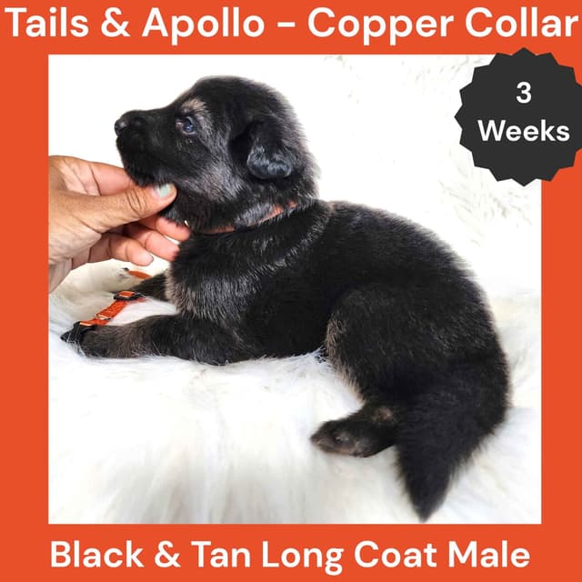 Black, Dark Sable, Black & Tan Long Coat German Shepherd Dog Puppies media 12
