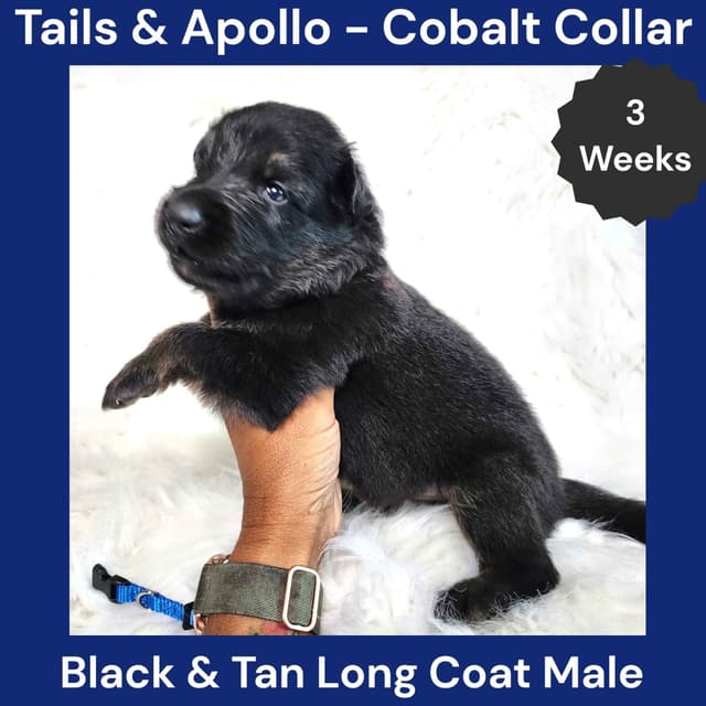 Black, Dark Sable, Black & Tan Long Coat German Shepherd Dog Puppies media 16