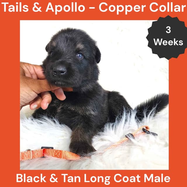 Black, Dark Sable, Black & Tan Long Coat German Shepherd Dog Puppies media 11