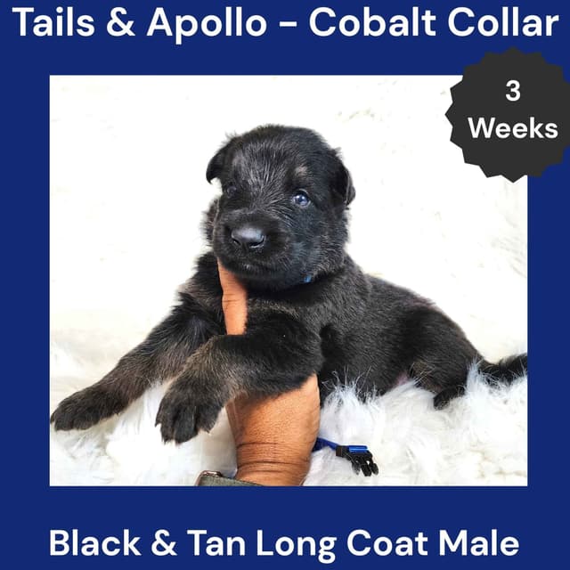 Black, Dark Sable, Black & Tan Long Coat German Shepherd Dog Puppies media 15