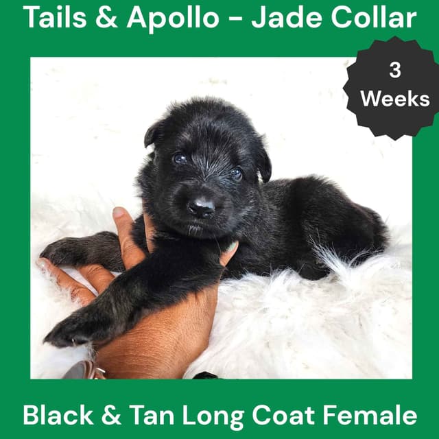 Black, Dark Sable, Black & Tan Long Coat German Shepherd Dog Puppies media 8