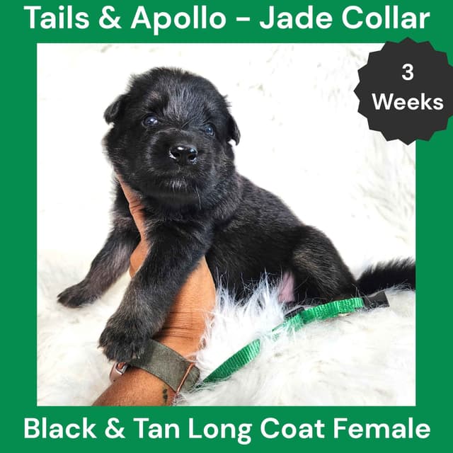 Black, Dark Sable, Black & Tan Long Coat German Shepherd Dog Puppies media 7