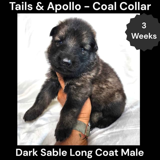 Black, Dark Sable, Black & Tan Long Coat German Shepherd Dog Puppies media 17