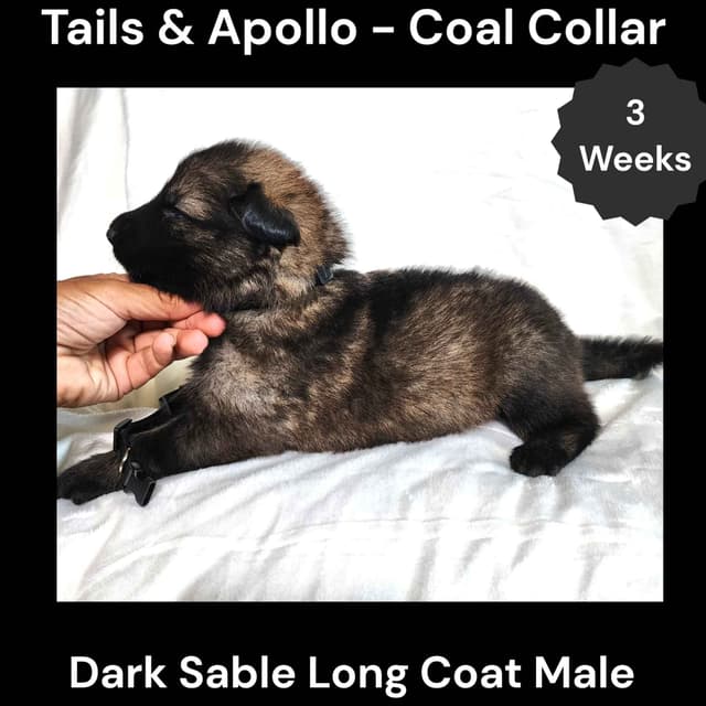 Black, Dark Sable, Black & Tan Long Coat German Shepherd Dog Puppies media 18