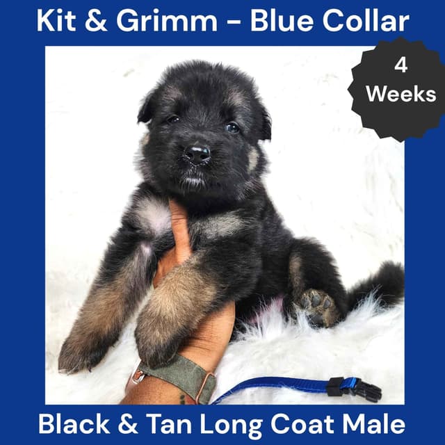 Long Coat German Shepherd Dog Puppies media 3