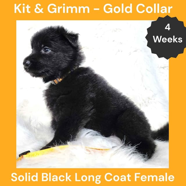 Long Coat German Shepherd Dog Puppies media 14
