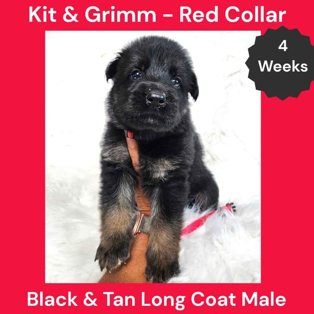 Long Coat German Shepherd Dog Puppies media 7