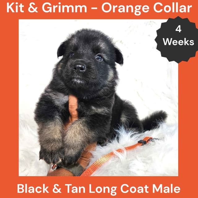 Long Coat German Shepherd Dog Puppies media 5