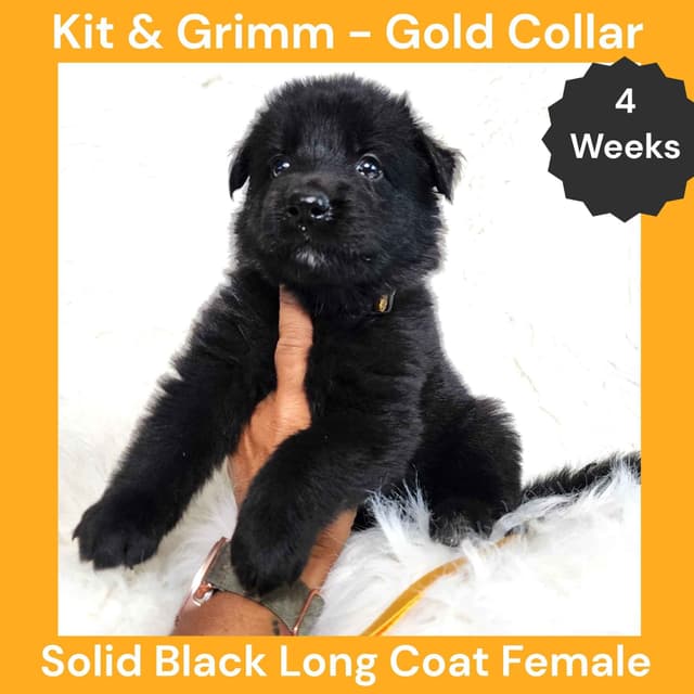 Long Coat German Shepherd Dog Puppies media 13