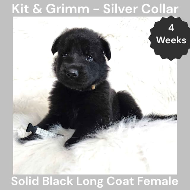 Long Coat German Shepherd Dog Puppies media 12