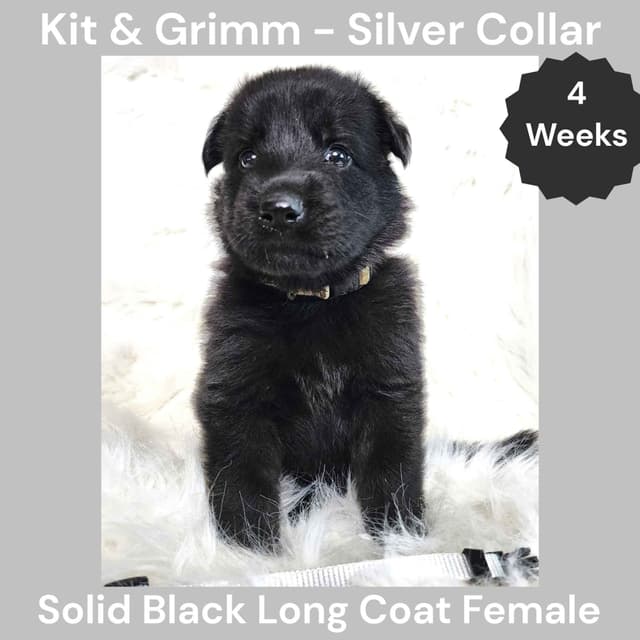 Long Coat German Shepherd Dog Puppies media 11