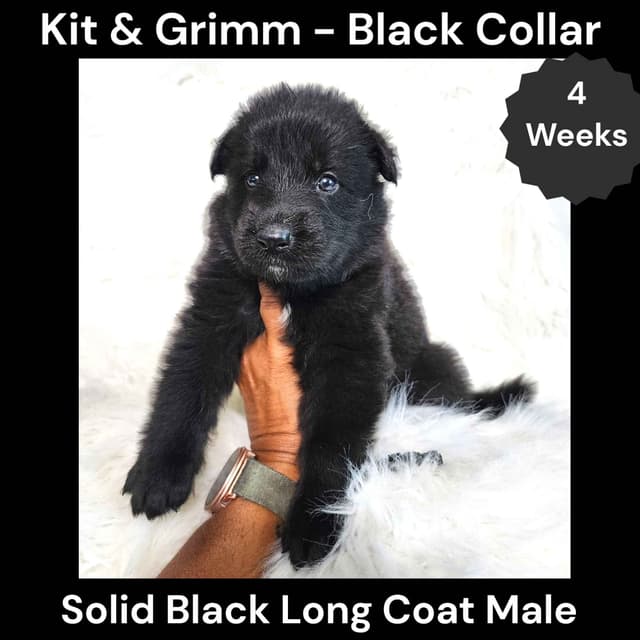 Long Coat German Shepherd Dog Puppies media 2