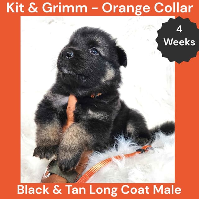 Long Coat German Shepherd Dog Puppies media 6