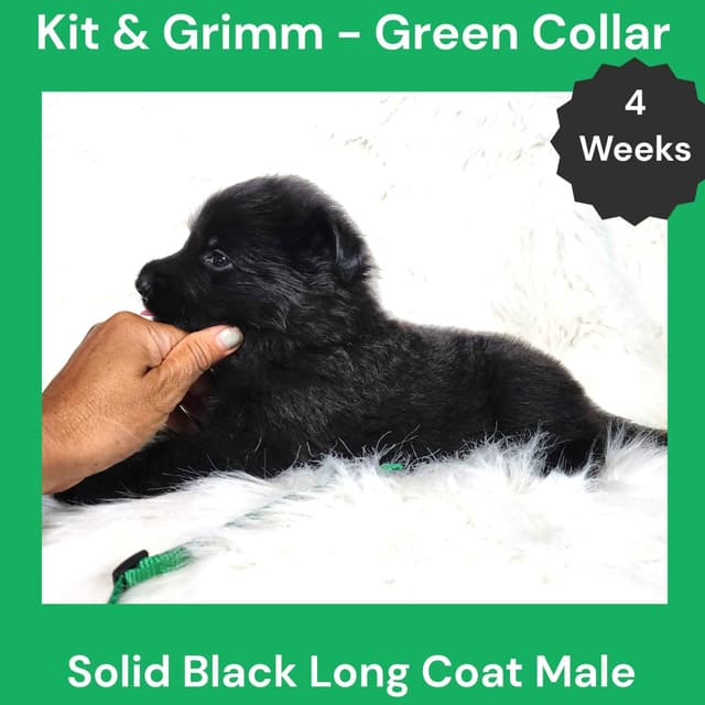 Long Coat German Shepherd Dog Puppies media 10