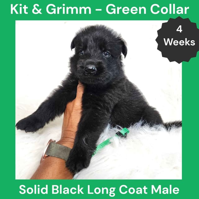 Long Coat German Shepherd Dog Puppies media 9