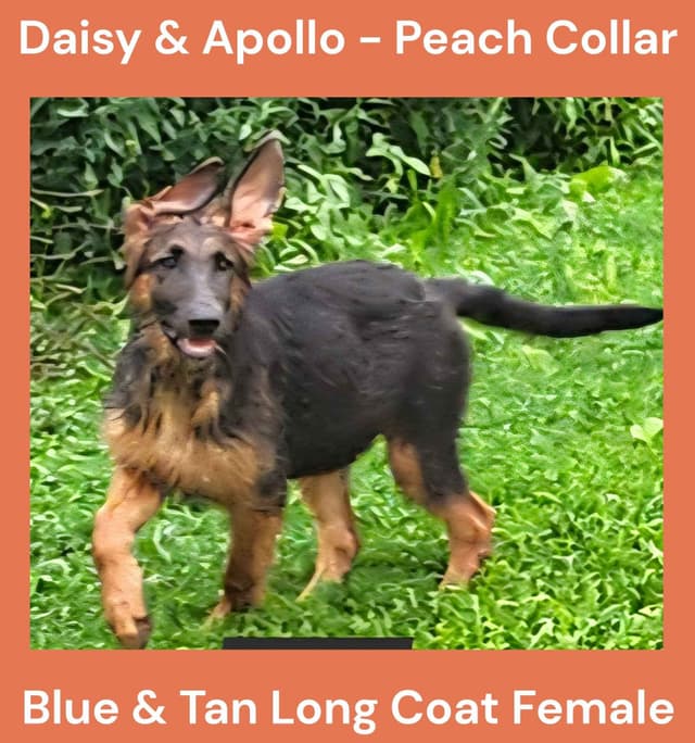 Izzy and Blue Long Coat German Shepherd Dog Puppies media 6