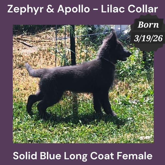 Blue Long Hair German Shepherd Dog Puppies media 3
