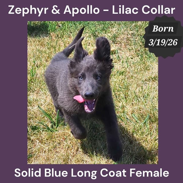 Blue Long Hair German Shepherd Dog Puppies media 5