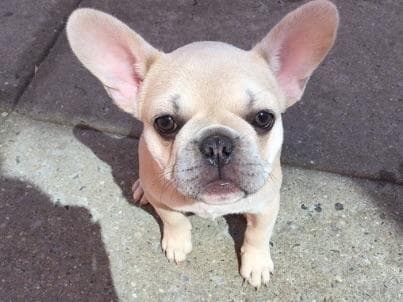 French Bulldog Puppies breeder image 1