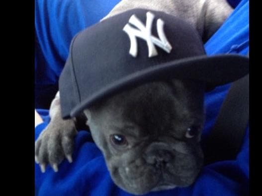 French Bulldog Puppies breeder image 7