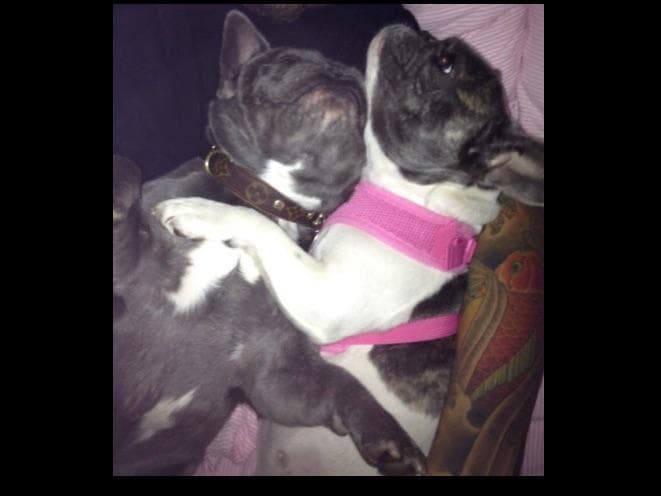 French Bulldog Puppies breeder image 10