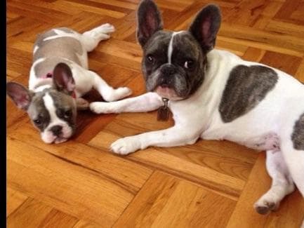French Bulldog Puppies breeder image 11