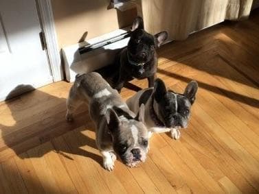 French Bulldog Puppies breeder image 12