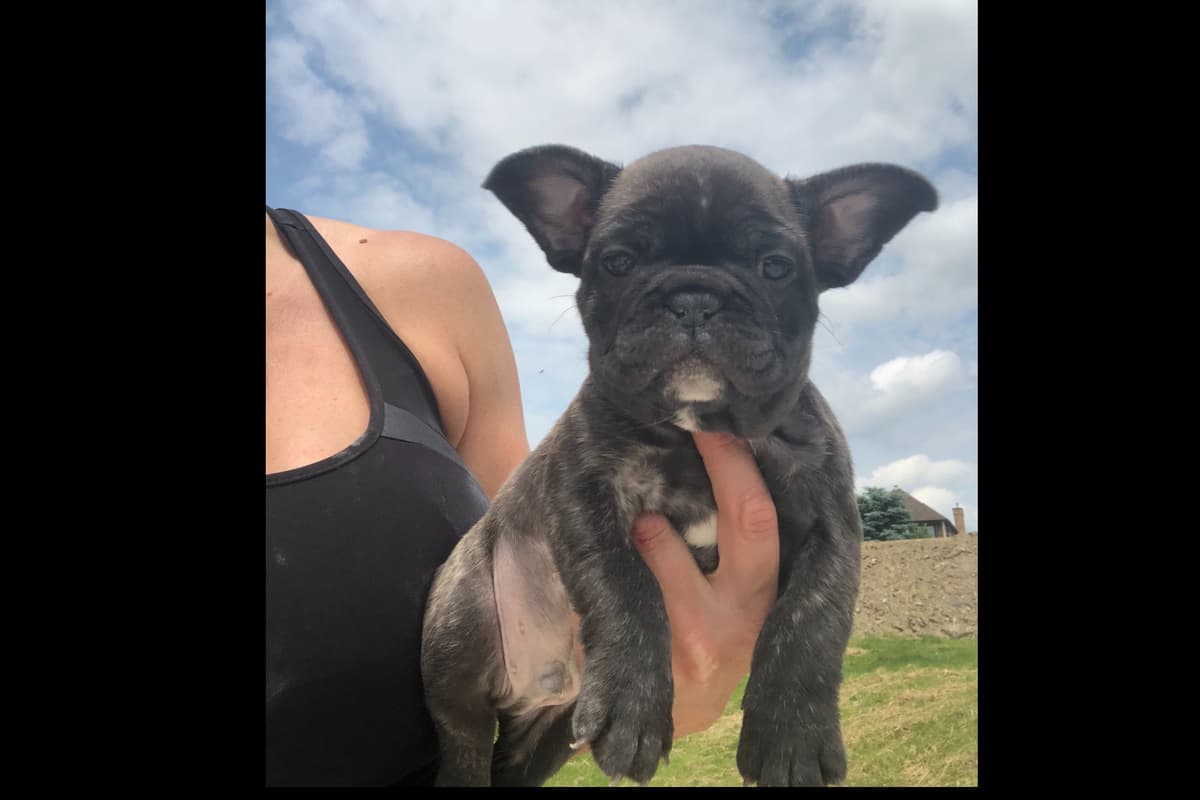 French Bulldog Puppies breeder image 4