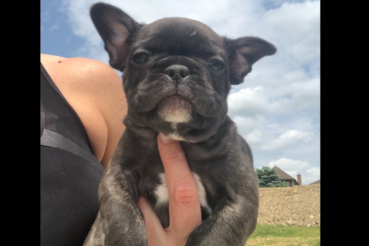 French Bulldog Puppies breeder image 2