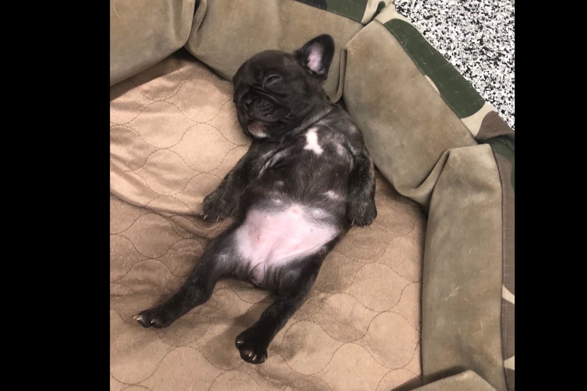 French Bulldog Puppies breeder image 13
