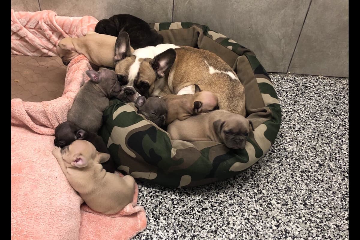 French Bulldog Puppies breeder image 14