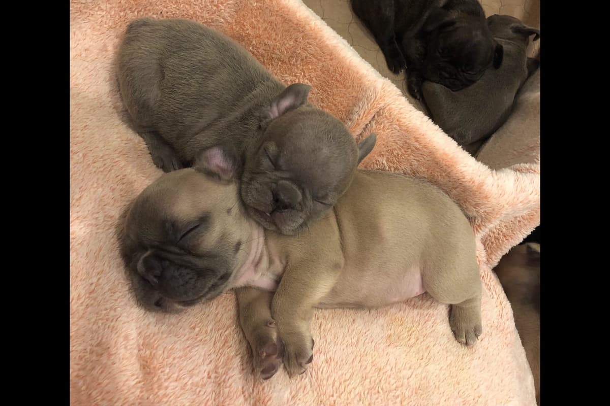 French Bulldog Puppies breeder image 15