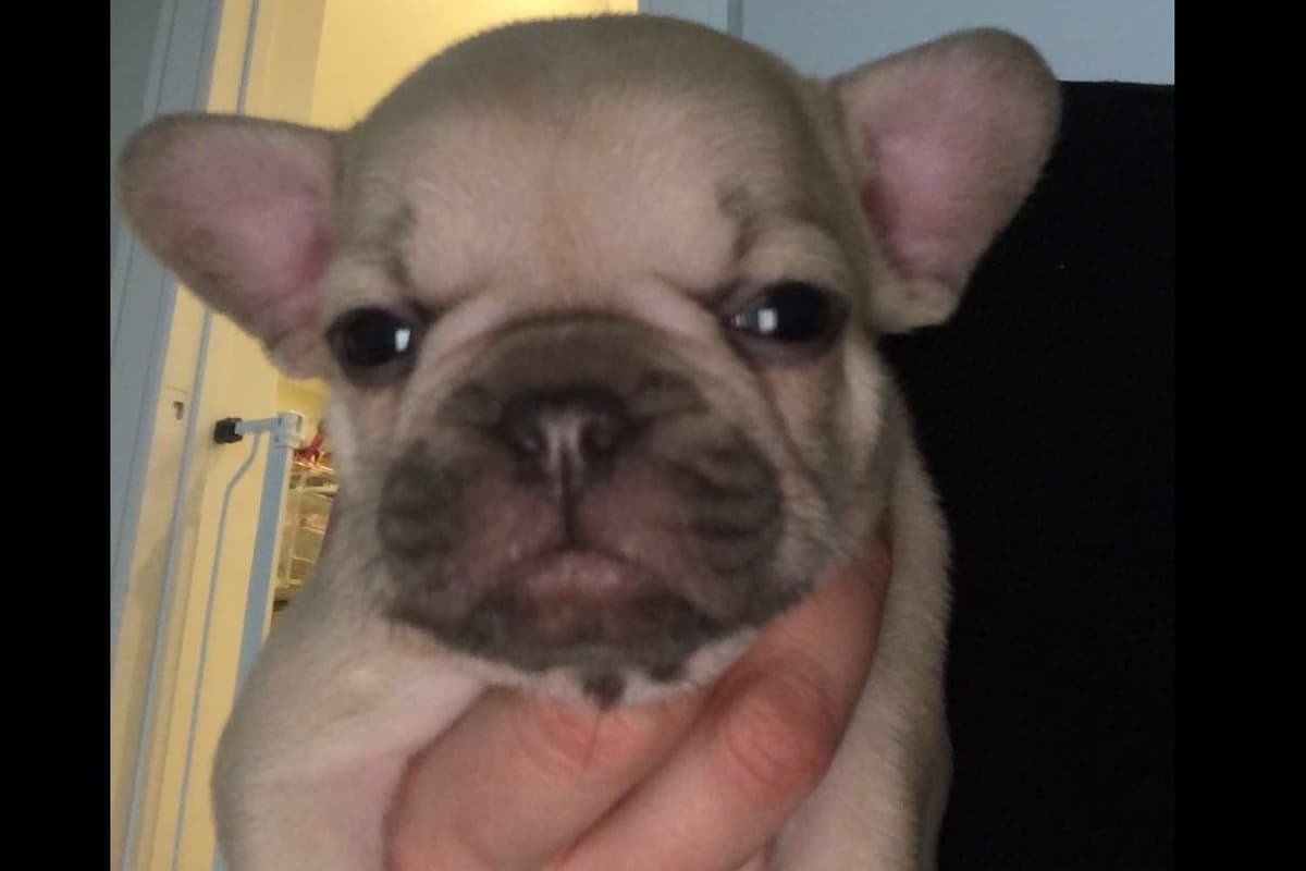 French Bulldog Puppies breeder image 17