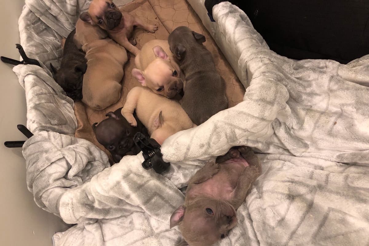 French Bulldog Puppies breeder image 18