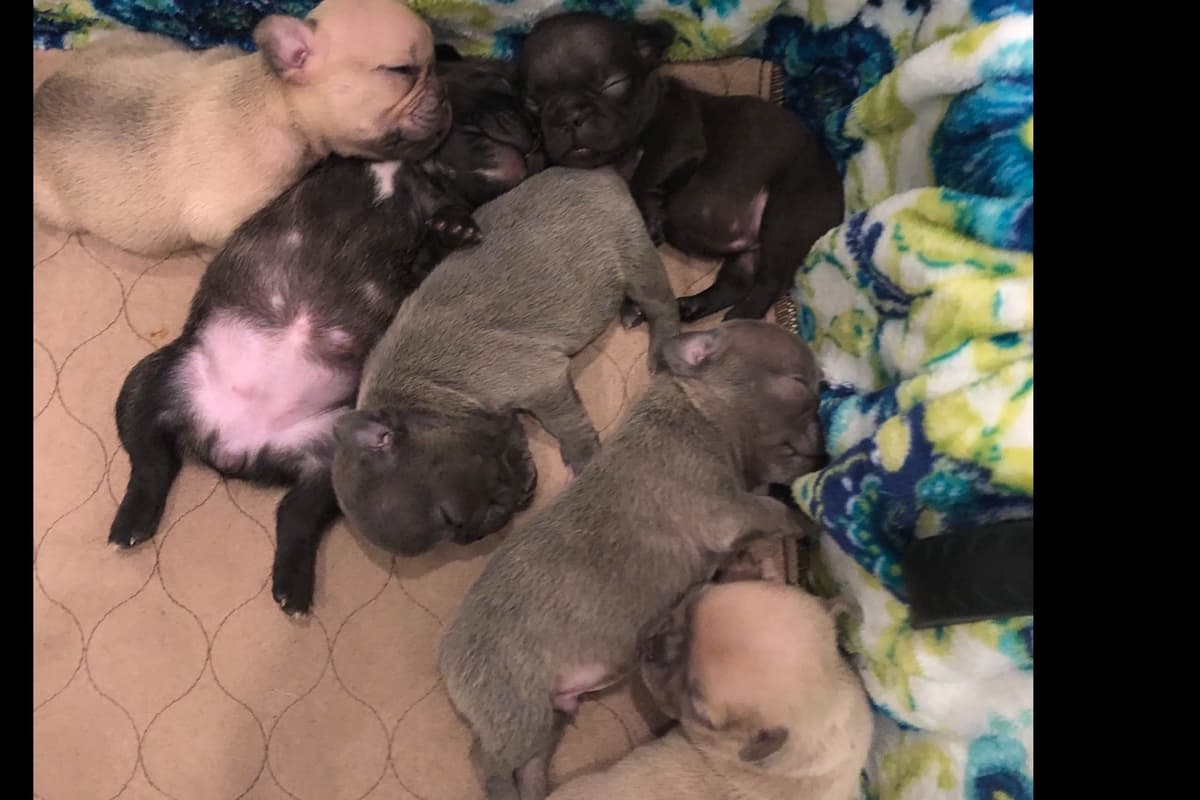 French Bulldog Puppies breeder image 19
