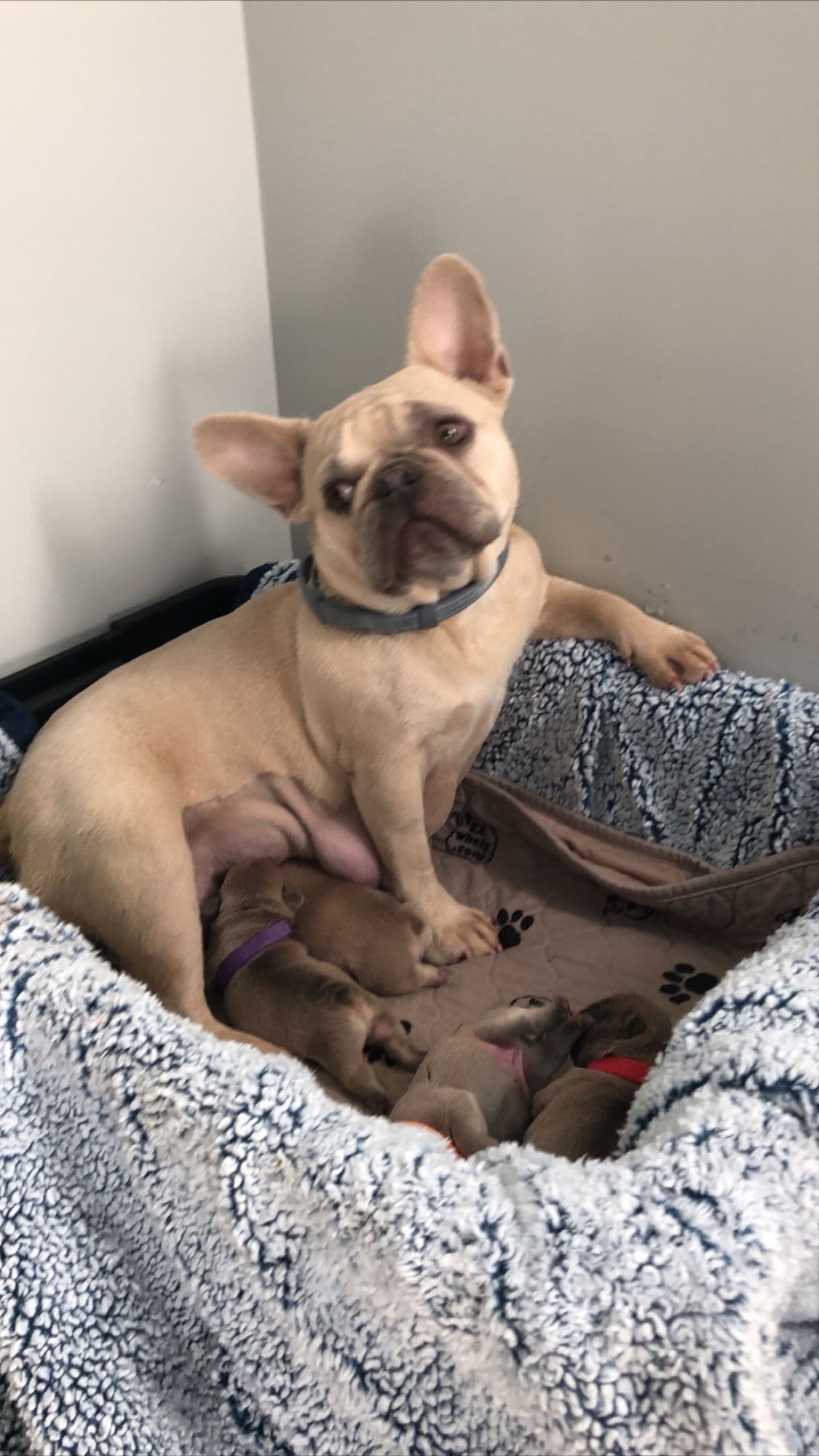 French Bulldog Puppies breeder image 23