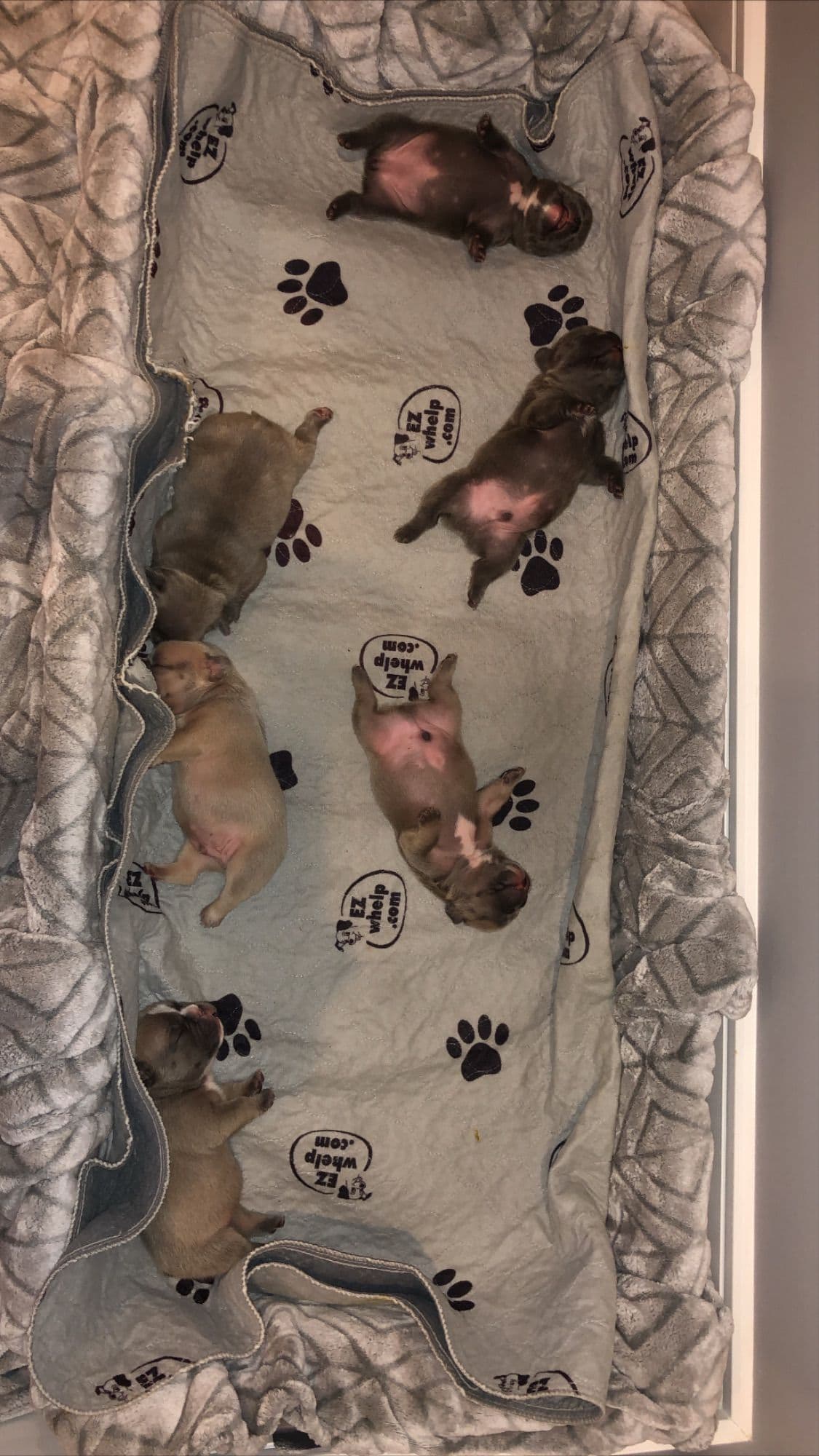 French Bulldog Puppies breeder image 21