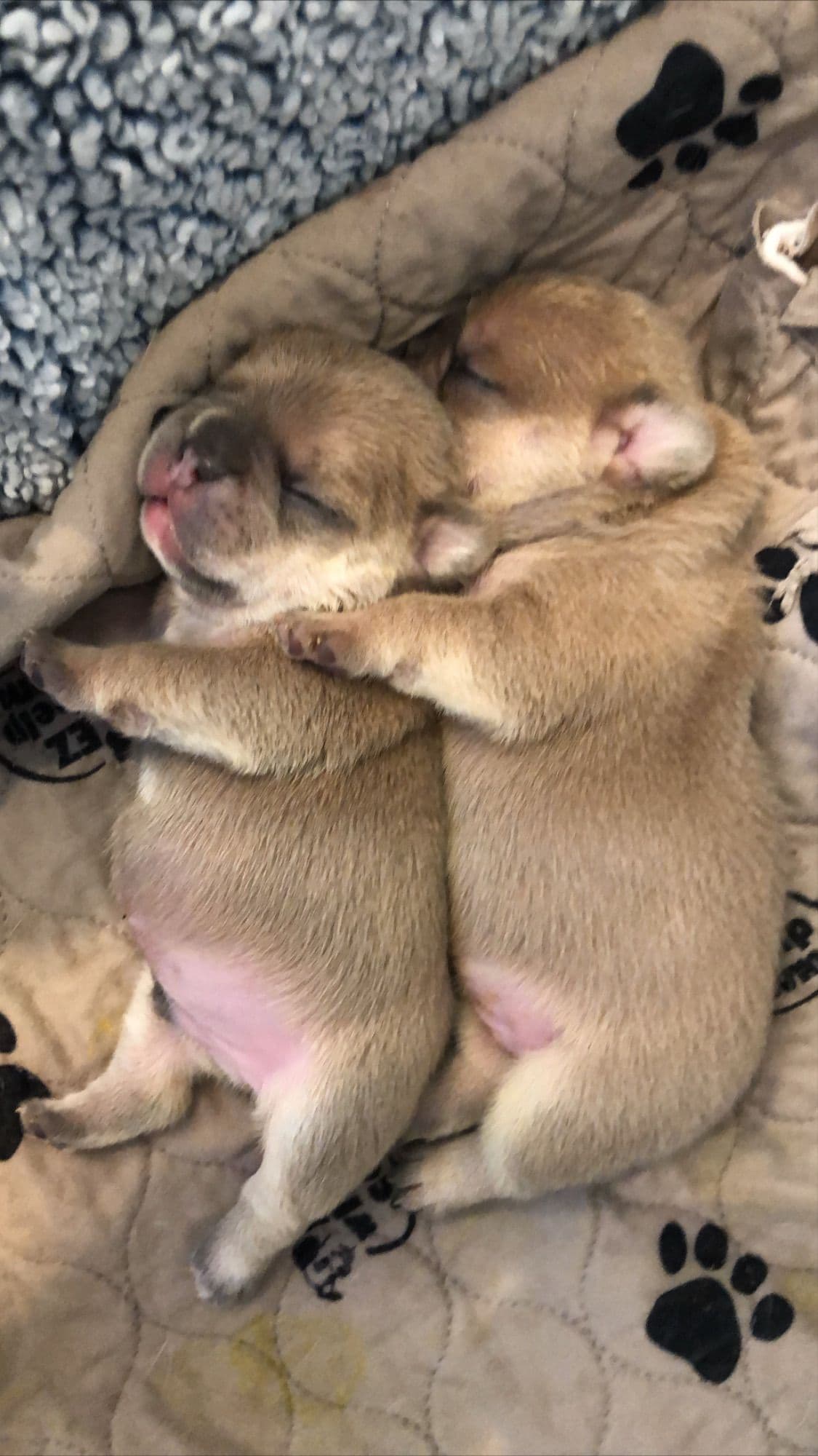 French Bulldog Puppies breeder image 20