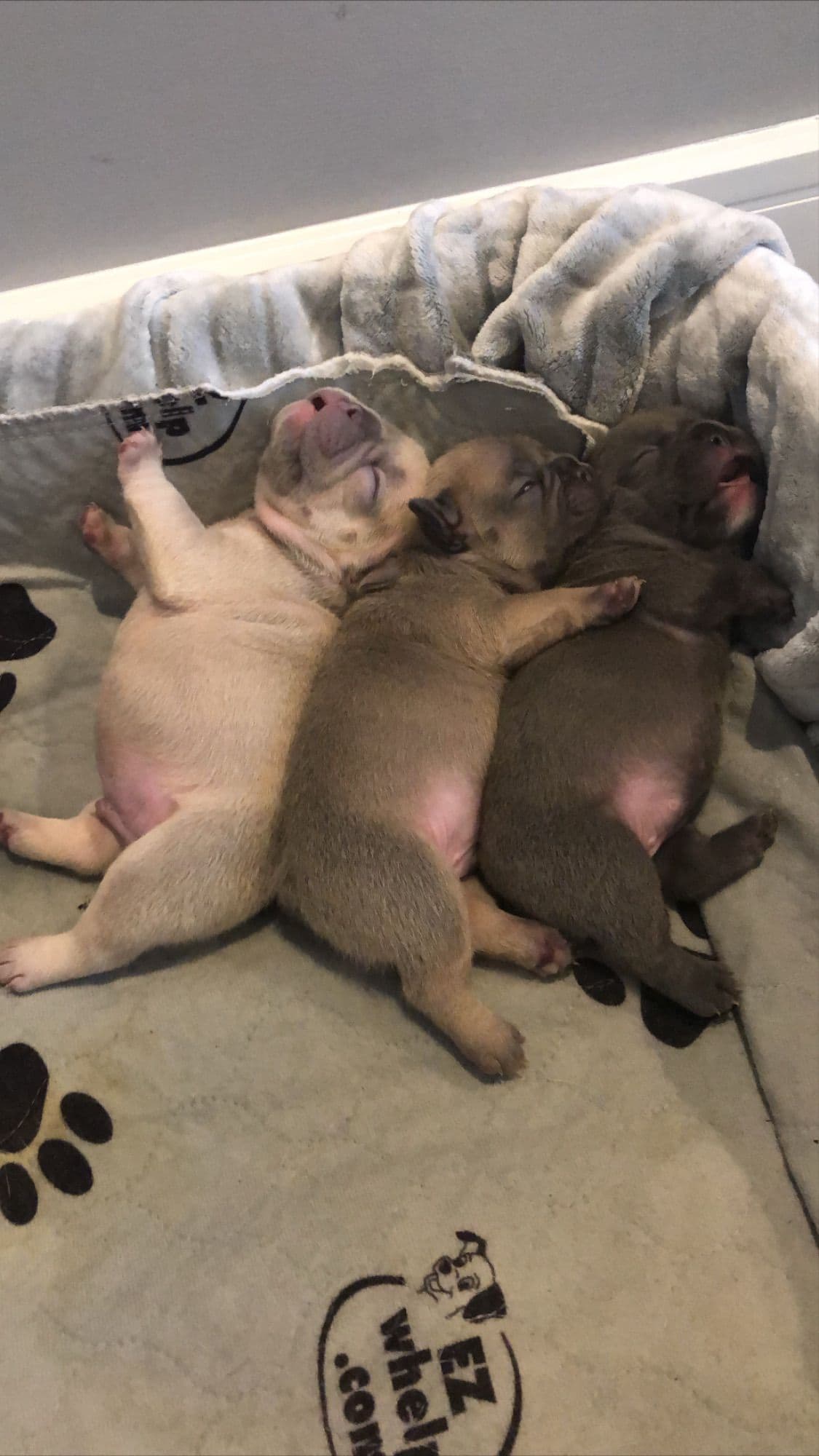 French Bulldog Puppies breeder image 22
