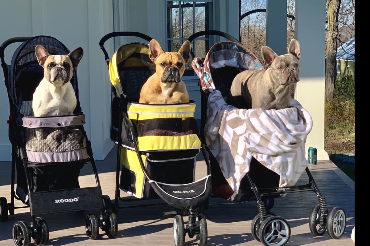 French Bulldog Puppies breeder image 24