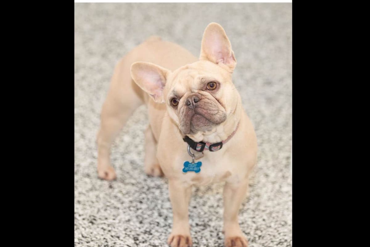French Bulldog Puppies breeder image 25