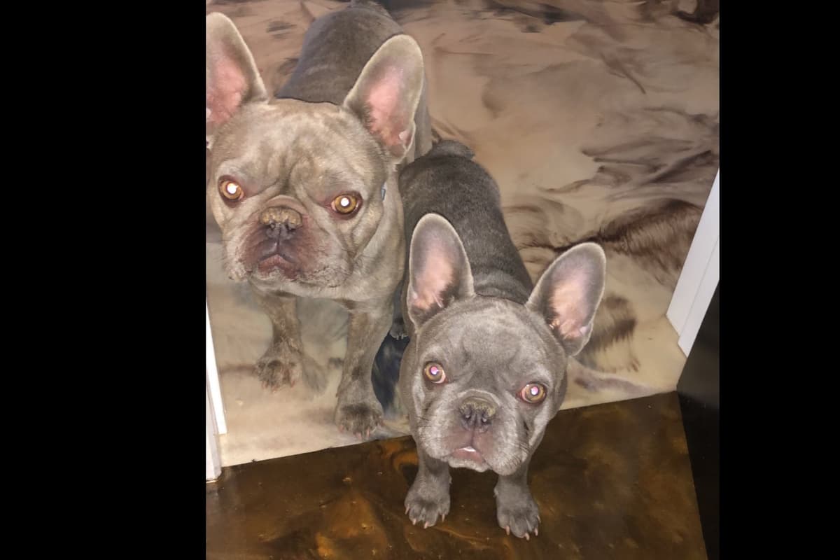 French Bulldog Puppies breeder image 27