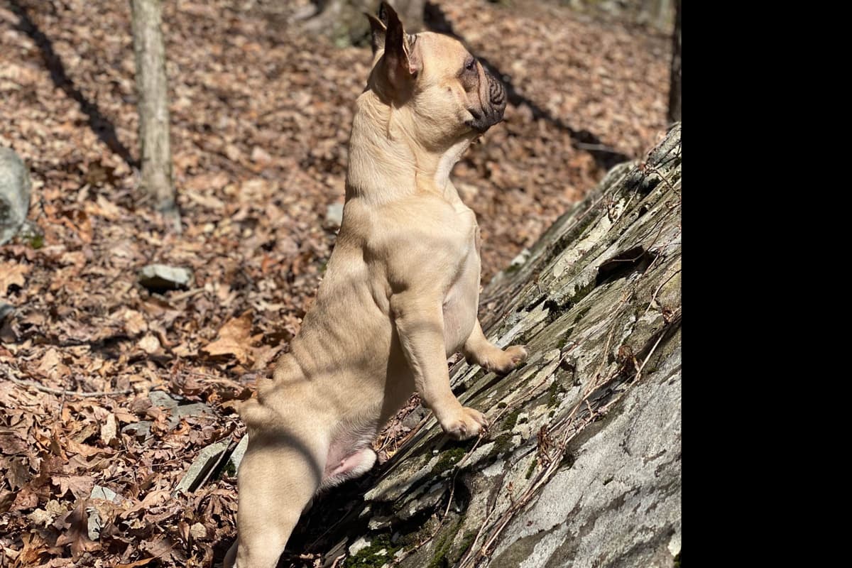 French Bulldog Puppies breeder image 28
