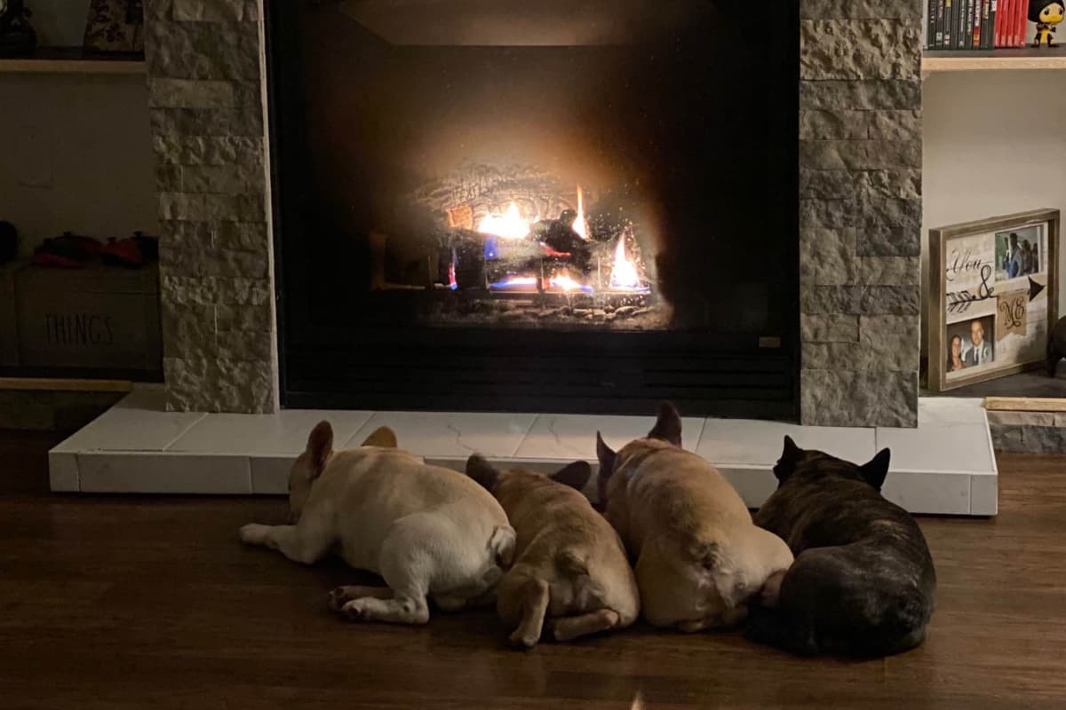 French Bulldog Puppies breeder image 30